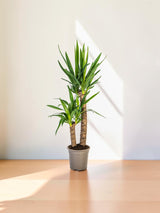 Yucca Elephantipes Ø19cm - ↕70 - 90cm