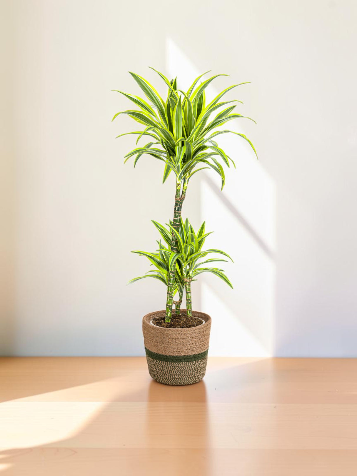 Dracaena Deremensis Lemon Lime met mand Ø21cm - ↕90 - 110cm