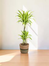 Dracaena Deremensis Lemon Lime met mand Ø21cm - ↕90 - 110cm