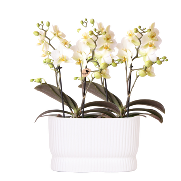 Kolibri Orchids | Witte orchideeënset in Diabolo Twin sierpot | 2 x witte Lausanne orchideeën Ø9cm