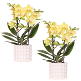 Orchidées Phalaenopsis jaunes Blossom Albenga - lot de 2 en cache-pots Poppy blancs - H 40 cm, pot Ø9 cm