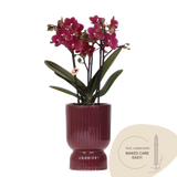 Orchidée Phalaenopsis violette Blossom Chamonix avec cache-pot Diabolo rouge foncé à réserve d'eau - H 45 cm, pot Ø9 cm