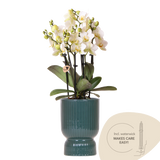 Orchidée Phalaenopsis blanche Blossom Lausanne avec cache-pot Diabolo vert à réserve d'eau - H 45 cm, pot Ø9 cm