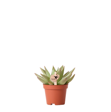 Echeveria Miranda h9cm - sukkulent