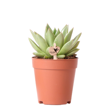 Echeveria Miranda h13cm - indendørs sukkulentplante
