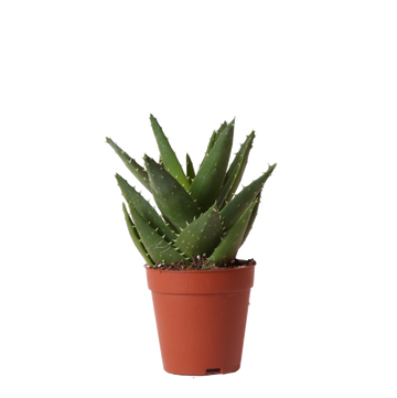 Aloë Brevifolia h20cm - sukkulent