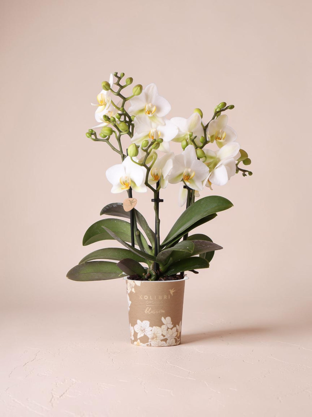 Hvid orkidé - Ø9cm - indendørs plante
