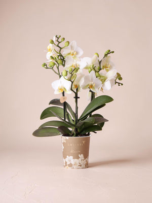 Hvid orkidé - Ø9cm - indendørs plante