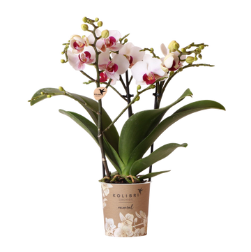 Hvid og lyserød orkidé - Ø9cm - indendørs plante