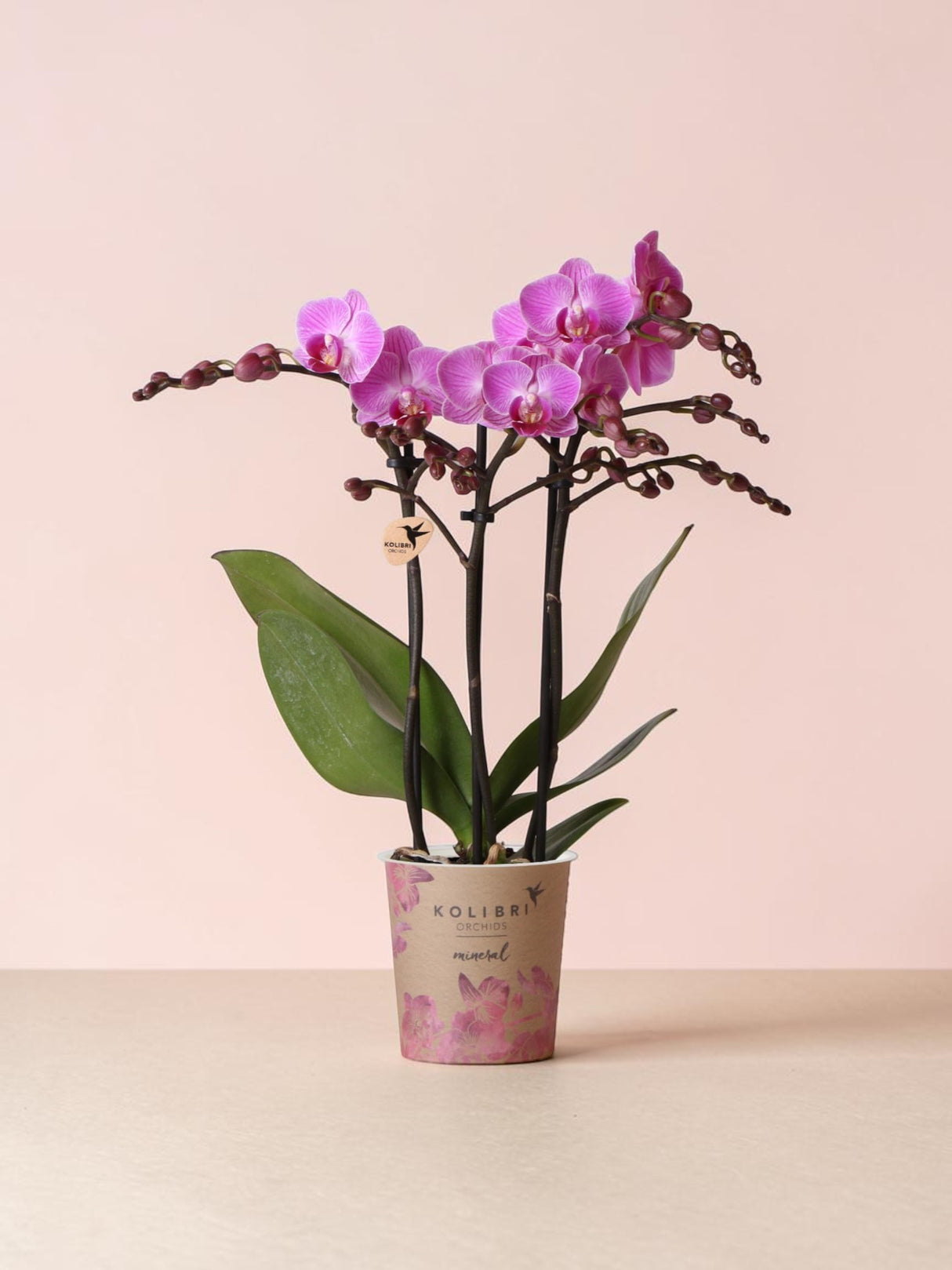 Lyserød orkidé - Ø9cm - indendørs plante