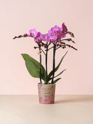 Lyserød orkidé - Ø9cm - indendørs plante