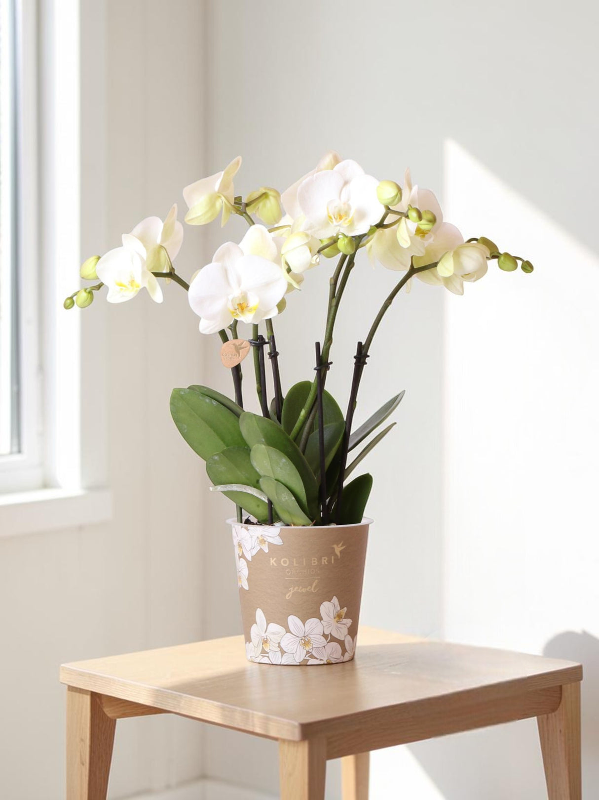 Hvid orkidé - Ø12cm - indendørs plante