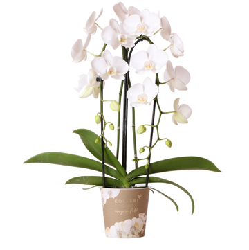 Hvid orkidé - Ø12cm - indendørs plante