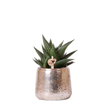Haworthia Limifolia og dens sølvplantekasse