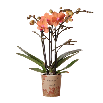 Orange Phalaenopsis orkidé - Ø9cm - blomstrende stueplante