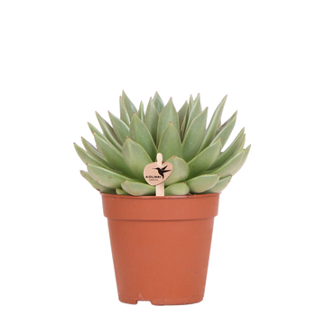 Echeveria Miranda h20cm - indendørs sukkulentplante
