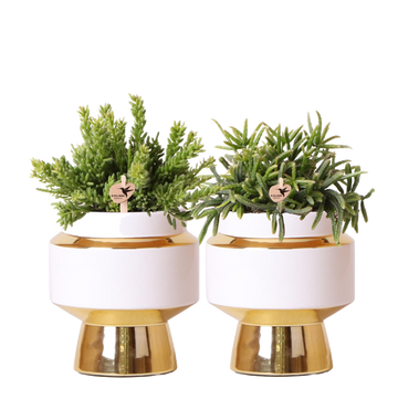 Duo Rhipsalis og deres gyldne plantepotter