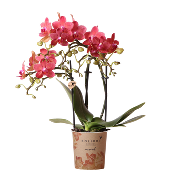 Rød Phalaenopsis orkidé - Congo - blomstrende stueplante