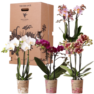 Surprise Box: 4 High-End Varierede Orkideer