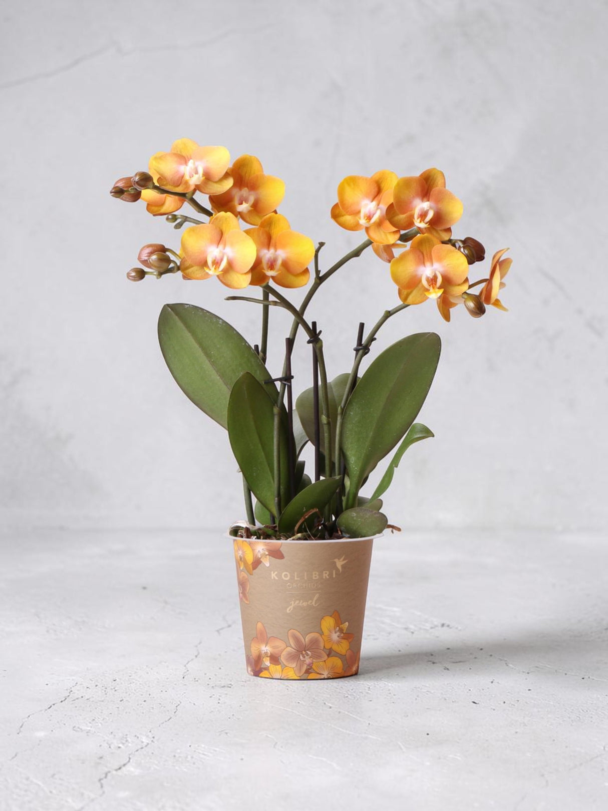 Orange Phalaenopsis Orchid - Jewel Las Vegas - Blomstrende plante