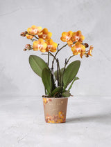 Orange Phalaenopsis Orchid - Jewel Las Vegas - Blomstrende plante