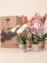 Orchid Surprise Box - 4 varianter