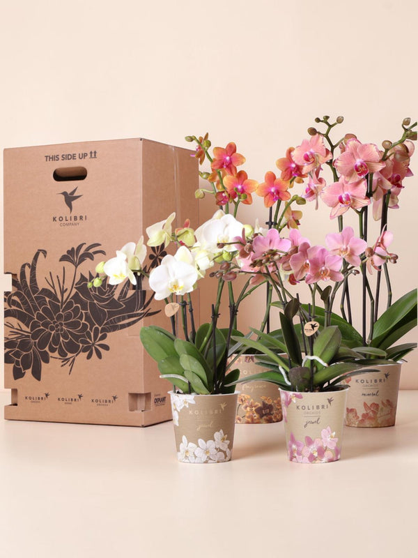 Orchid Surprise Box - 4 varianter