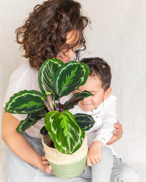 Calathea Medaljon