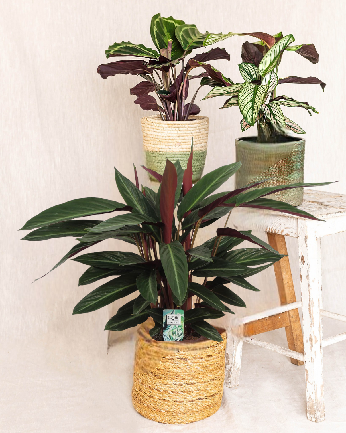 Calathea trio - plante mama