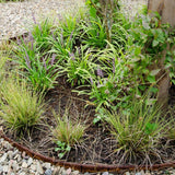 Livraison plante 3 x Carex brunnea 'Variegata'