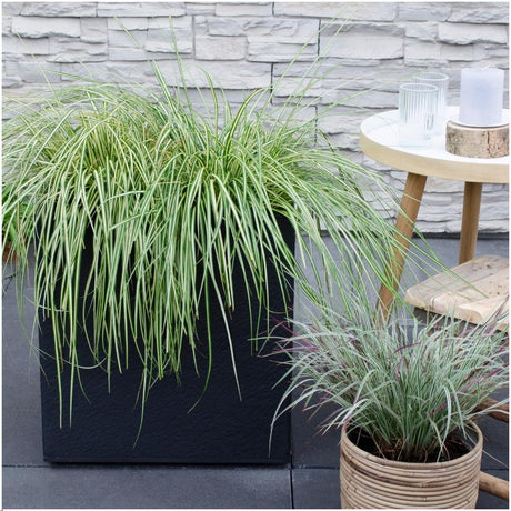 Livraison plante 3 x Carex hachijoensis 'Evergold'