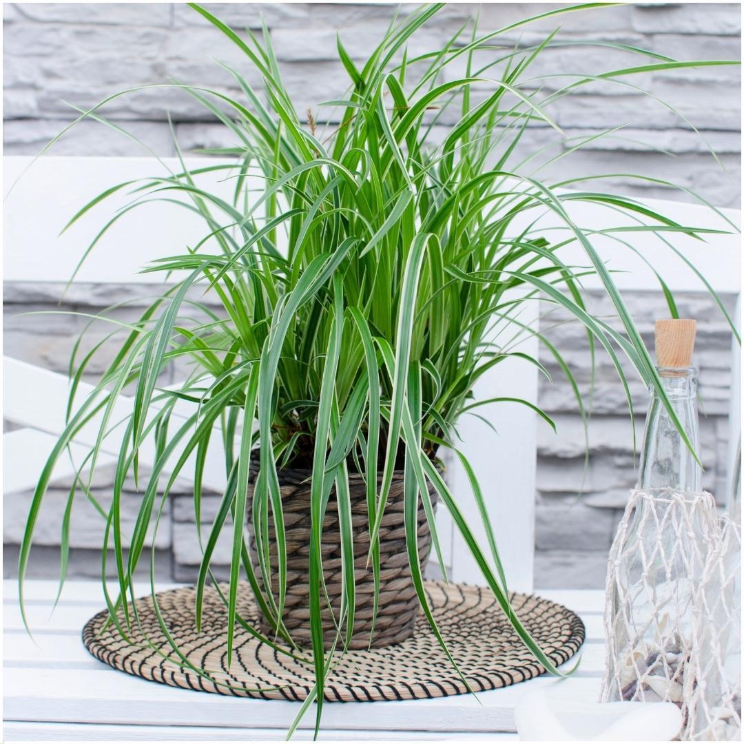 Livraison plante 3 x Carex morrowii 'Ice Dance'