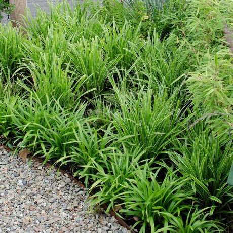 Livraison plante 3 x Carex morrowii 'Ice Dance'