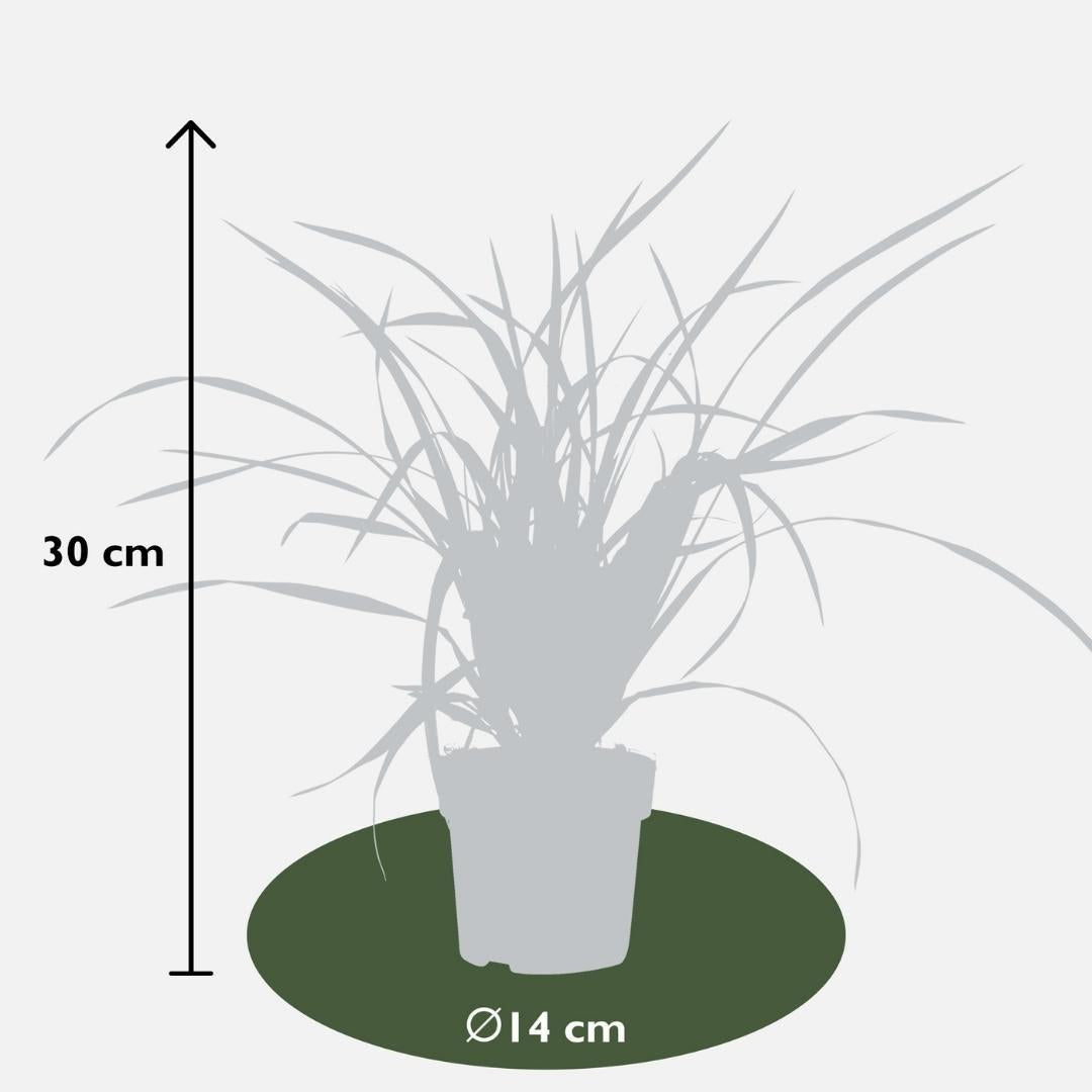 Livraison plante 3 x Carex morrowii 'Irish Green'