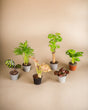 Livraison plante 6 baby plantes surprises