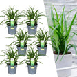 Livraison plante 6 Carex morrowii 'Irish Green'