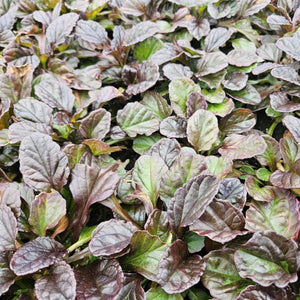 Livraison plante 6x Ajuga reptans - ↕10 - 25cm - Ø9cm