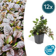 Livraison plante 6x Ajuga reptans - ↕10 - 25cm - Ø9cm