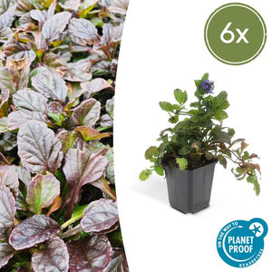 Livraison plante 6x Ajuga reptans - ↕10 - 25cm - Ø9cm