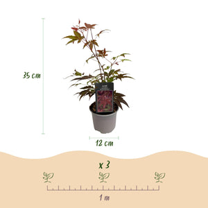 Livraison plante Acer palmatum Atropurpureum – Pot 12 cm – Hauteur 35 cm