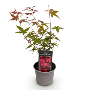 Livraison plante Acer palmatum Beni - maiko – Pot 12 cm – Hauteur 35 cm