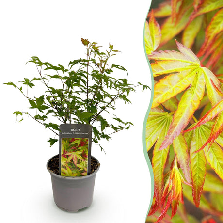Livraison plante Acer palmatum Little Princess