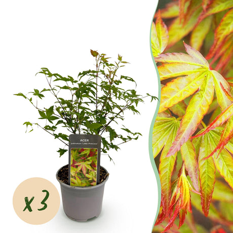 Livraison plante Acer palmatum Little Princess