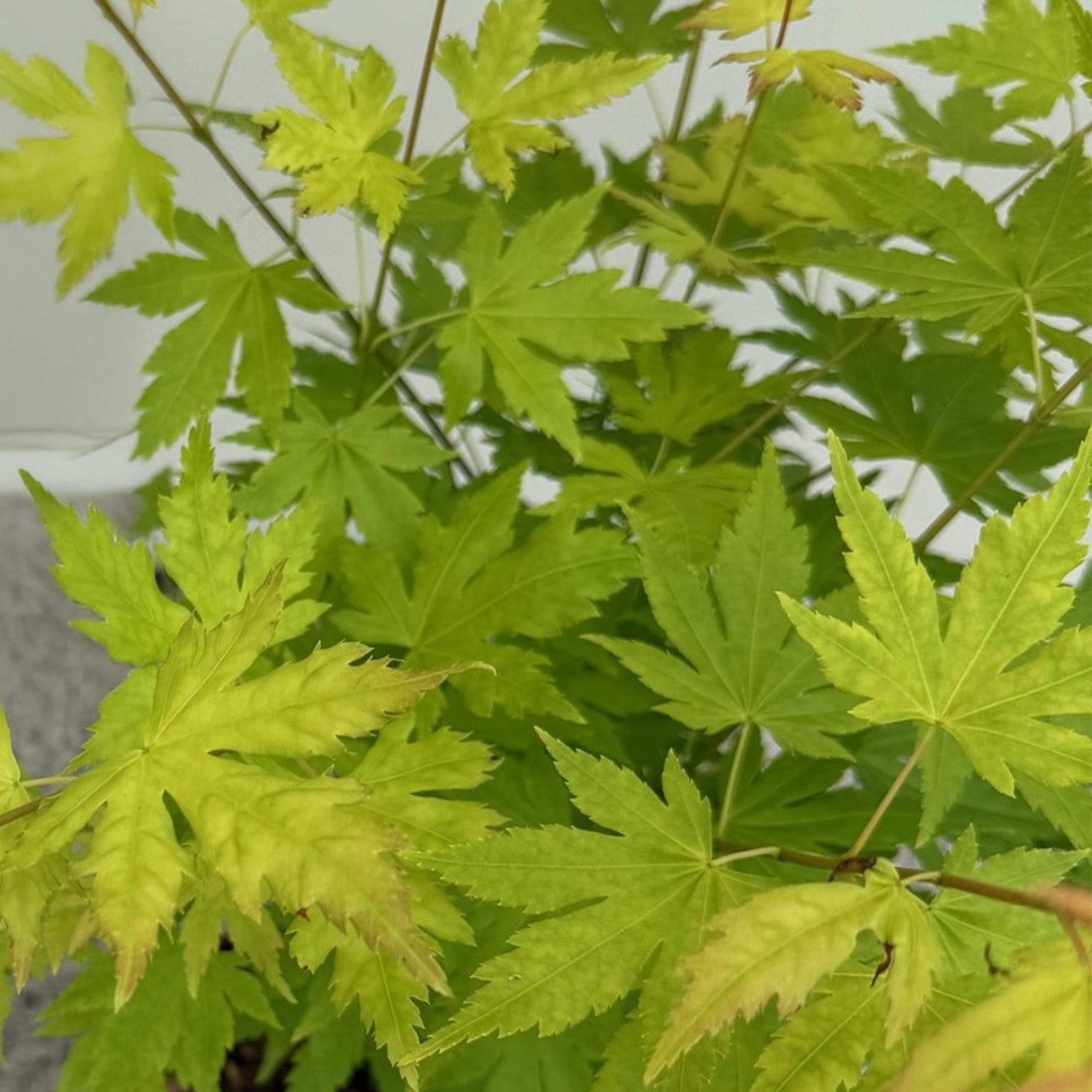 Livraison plante Acer palmatum Orange Dream – Pot 12 cm – Hauteur 35 cm