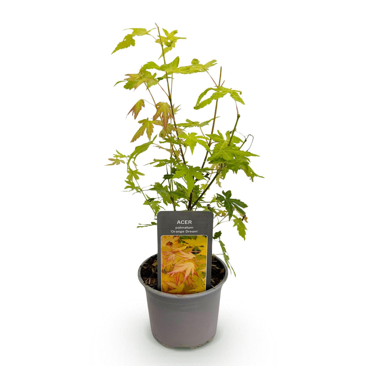 Livraison plante Acer palmatum Orange Dream – Pot 12 cm – Hauteur 35 cm