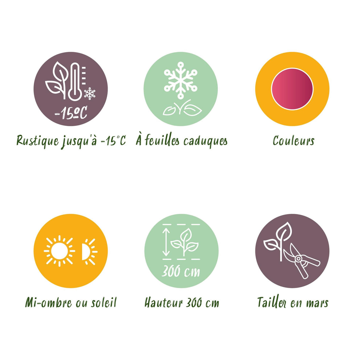 Livraison plante Acer palmatum Phoenix – Lot de 3 – Pot 12 cm