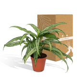 Livraison plante Aglaonema Cutlass h30cm