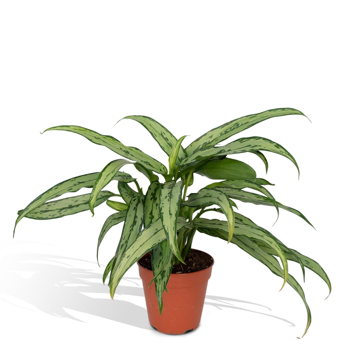 Livraison plante Aglaonema Cutlass h30cm