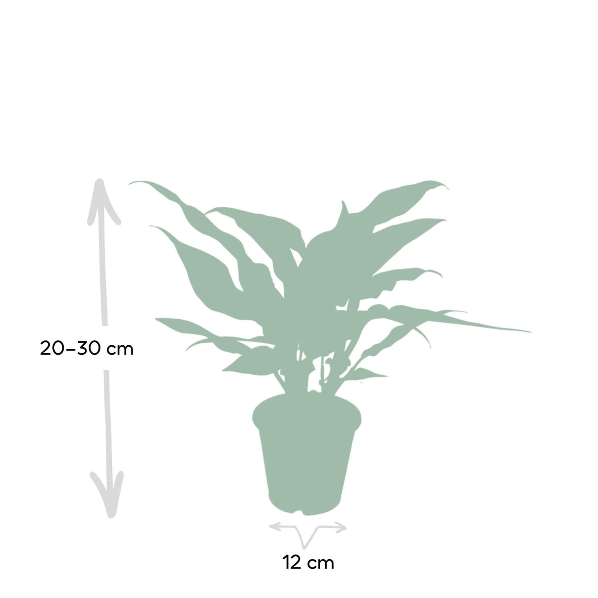 Livraison plante Aglaonema Maria h50cm