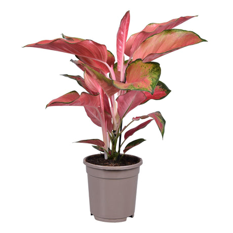 Livraison plante Aglaonema Orange Star